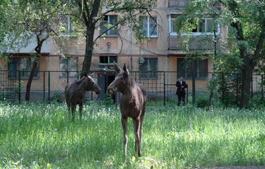 Парки Донецка  заполнили белки, а по улицам бегают фазаны