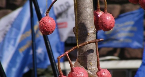 Каштан под окнами Киевсовета покрасили в красный и увешали презервативами