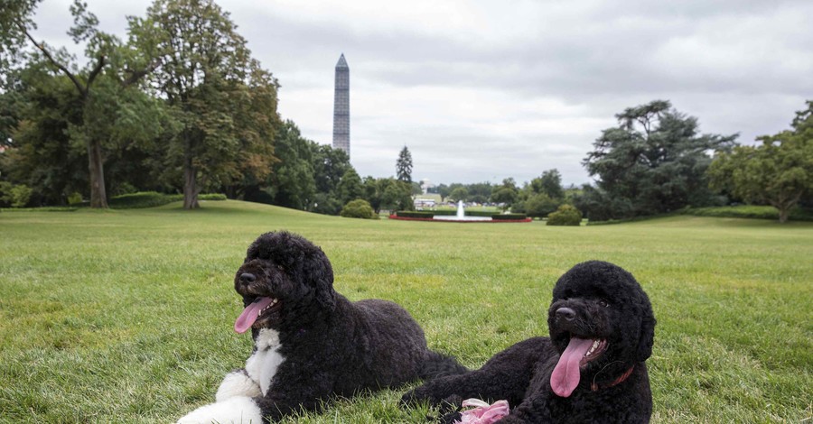 Семья Барака Обамы завела вторую собаку 