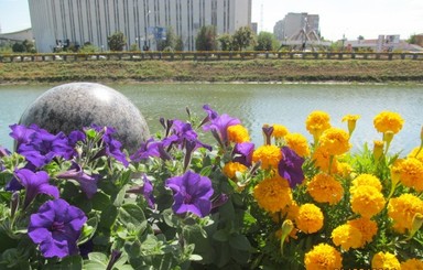 В Харькове сооружают рекордно длинную изгородь из цветов