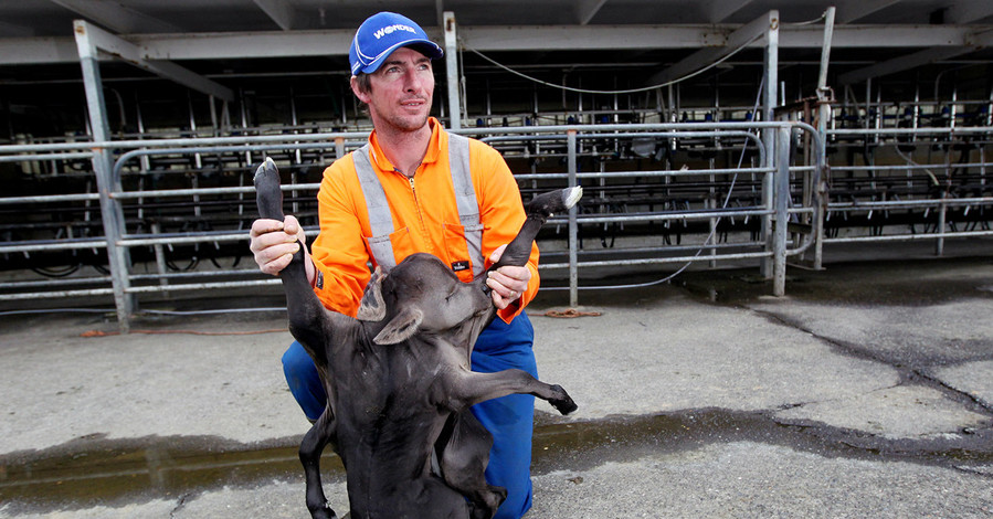 В Новой Зеландии родилось чудо с 8 ногами, 4 ушами, 2 туловищами