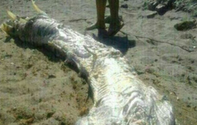 На испанский пляж выбросило  четырехметровое морское чудовище