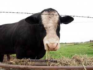 В Запорожской области селяне не поделили корову