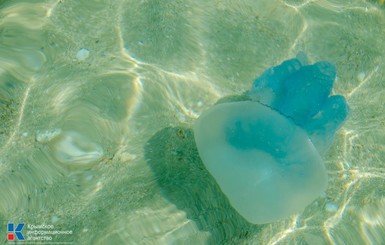 Туристы просят установить в море защитные сетки от медуз