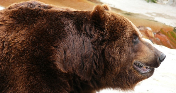 Поляки обвинили российских туристов в избиении медведя