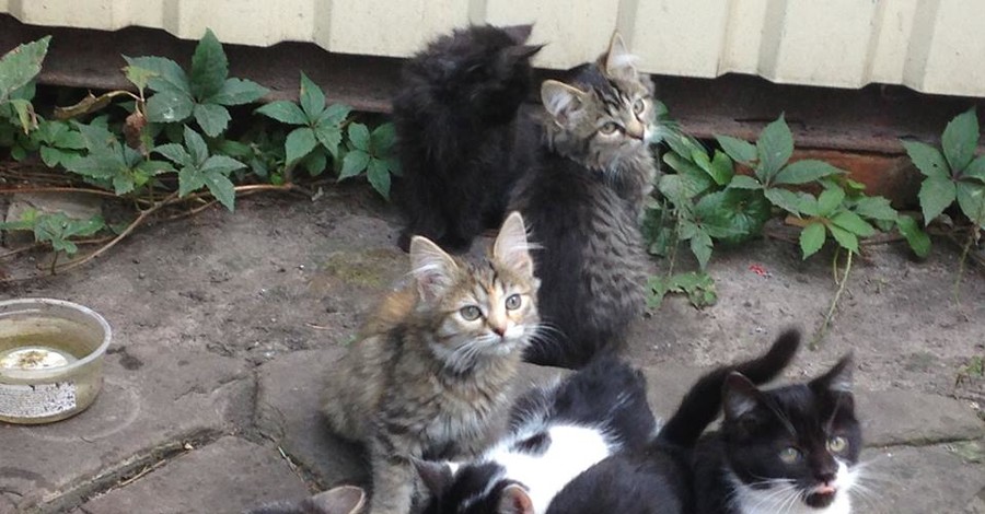 Получи котенка от Бориса Ложкина!