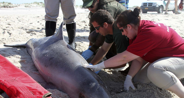 Ученые выяснили причину массовой гибели дельфинов 