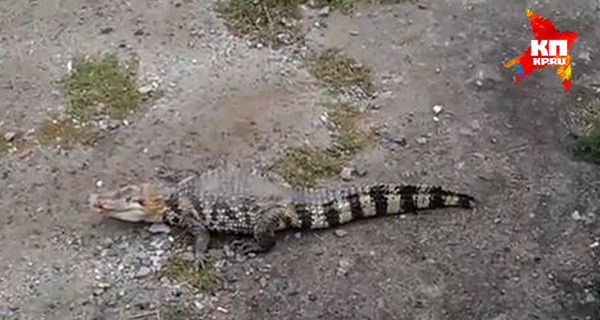 В России полиция разыскивает крокодила, бегавшего по центру города