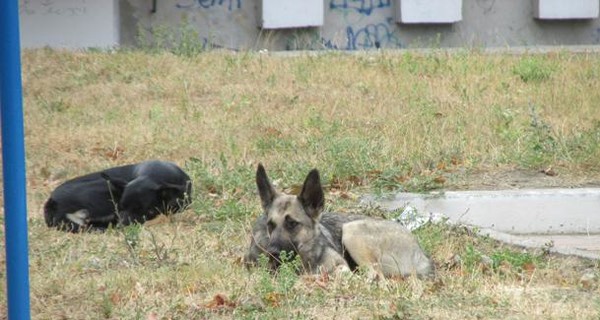 Под Одессой на глазах у детей массово травили собак