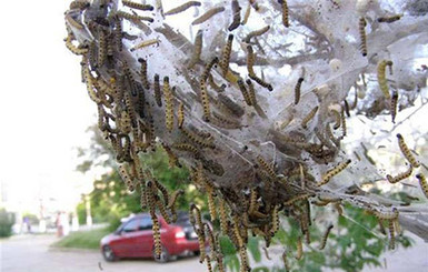 В Ильичевске – крупнейшее за 10 лет нашествие гусениц