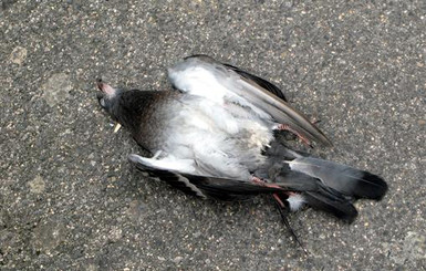 В городе массово гибнут голуби