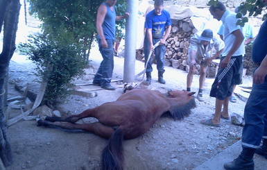 Спасатели в Крыму доставали коня из 5-метрового колодца 