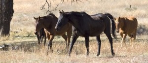 В Харькове лошадь разорвала девочке руку