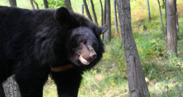 В России медведя застрелили в школьном дворе