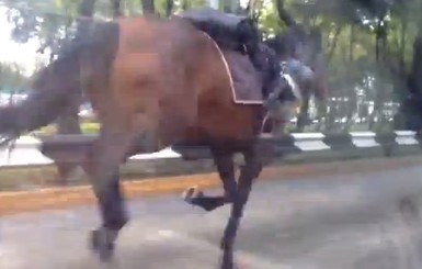 В Мексике табун полицейских лошадей повредили десятки автомобилей