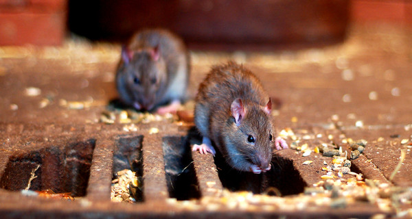 Городские дворы атакуют крысы