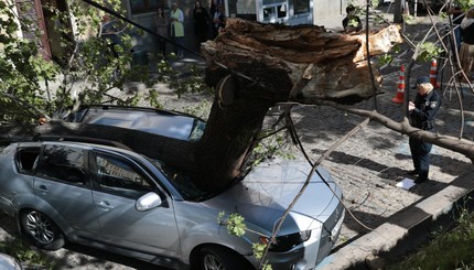 Во Львове на машину народного депутата упало дерево