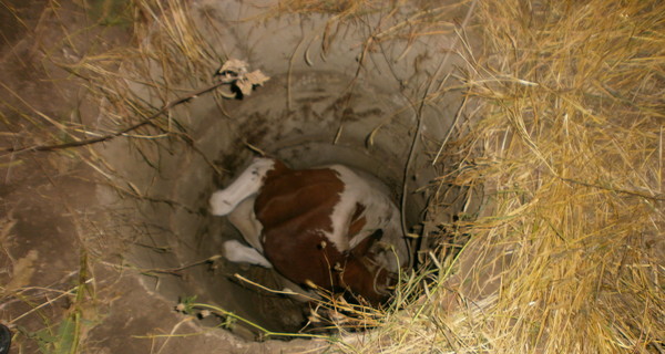 В Крыму корова упала в канализацию: животное доставали с помощью трактора