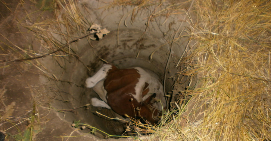 В Крыму корова упала в канализацию: животное доставали с помощью трактора