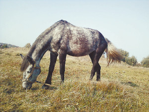 Лошадь с частной фермы чуть не оставила ребенка без руки