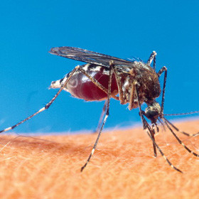 Укус комара может привести к операции 