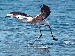 Неожиданный фламинго