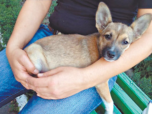 На Борщаговке отравили 30 собак