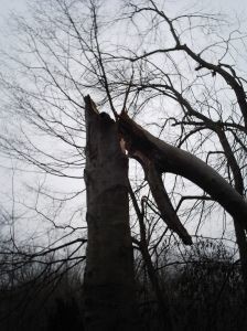 В Одессе дерево упало на голову девочке 