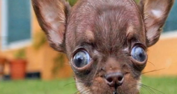 Найдена самая маленькая собака в мире 