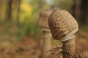 В Винницкой области люди отравились грибами