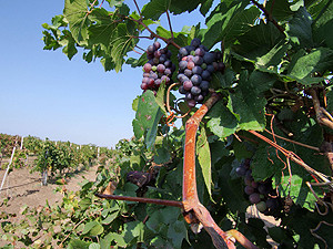 Правительство поддержало виноделов