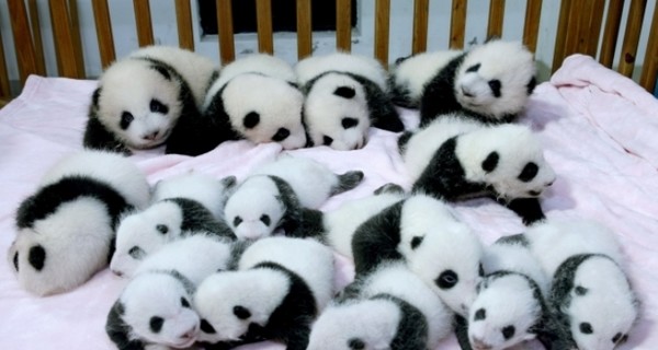 В Китае публике показали сразу 14 крошечных панд