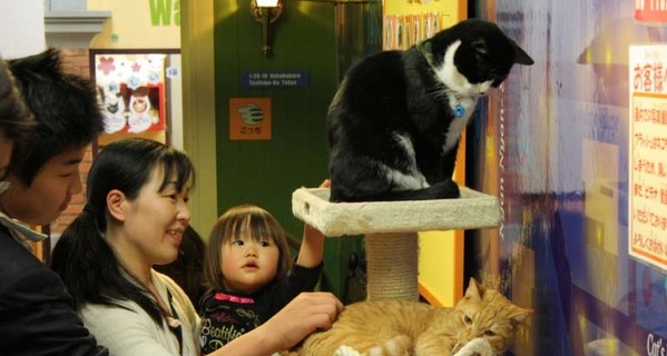В мире стремительно растет популярность кафе для кошек 