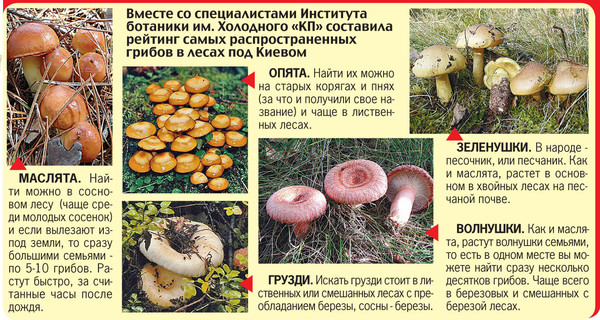 Дожди под Одессой принесут рекордный грибной урожай