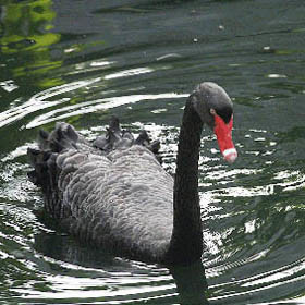 В Стрыйском парке поселят черных лебедей 