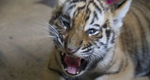Крымчанин подарил жене тигренка на годовщину свадьбы