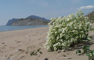 В Крыму гибнут уникальные пляжные растения