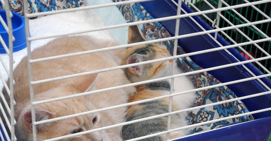 Волонтеры взялись за стерилизацию домашних котов и собак