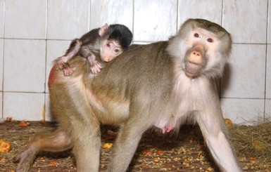 Детки в клетке: обезьянки сидят на шее у мам до года, а верблюдицы опекают отпрысков всю жизнь