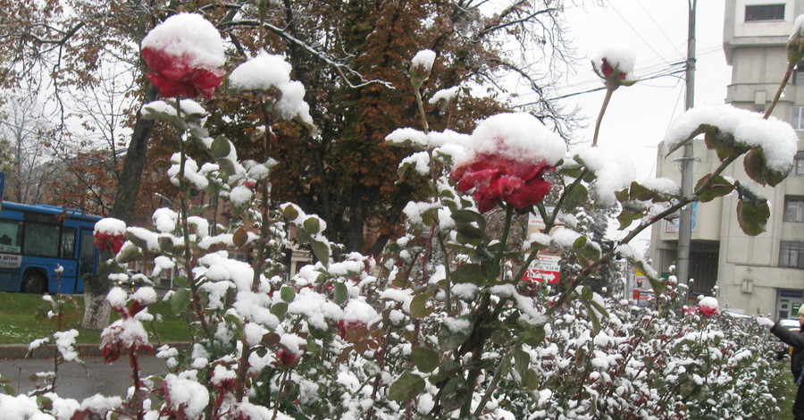 В Полтаве снег засыпал цветущие розы
