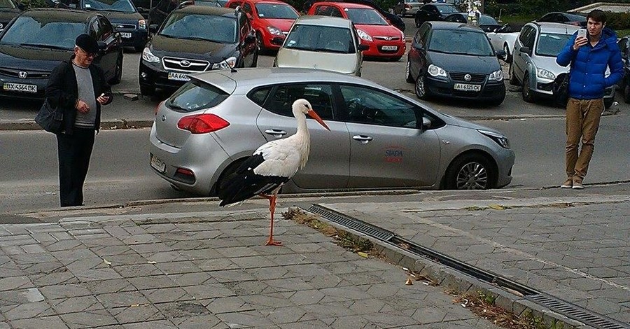 По киевскому проспекту гуляет одинокий аист