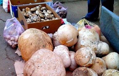 В Одесской области продают грибы-гиганты по семь кило