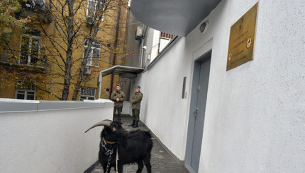 Козел под посольством Чехии