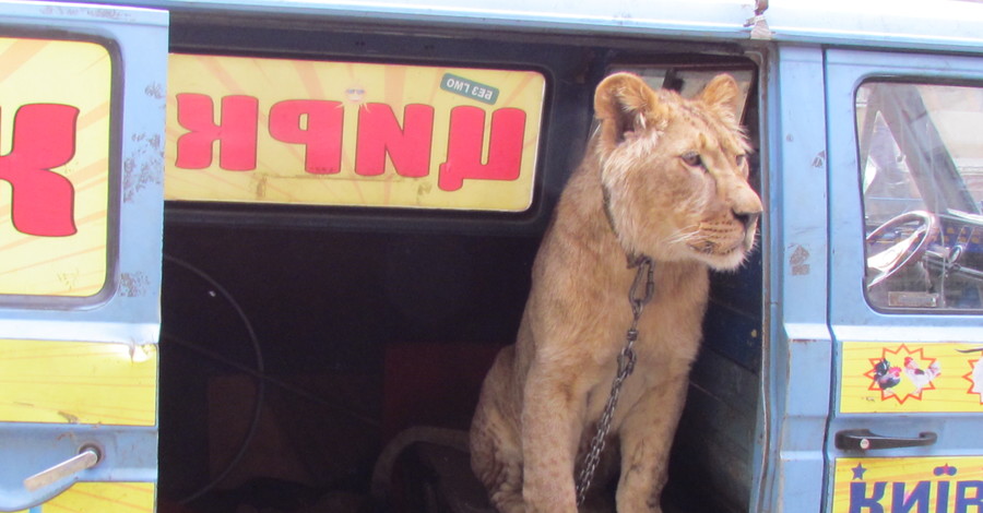 В краматорской ветклинике спасли льва-гастролера