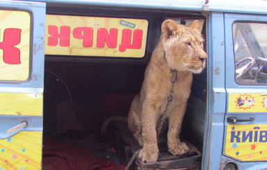 В краматорской ветклинике спасли льва-гастролера