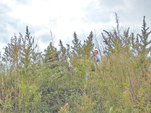 Уберите наркоманское зелье из города!