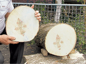 Крест на срезе старого ясеня вылечил всю семью