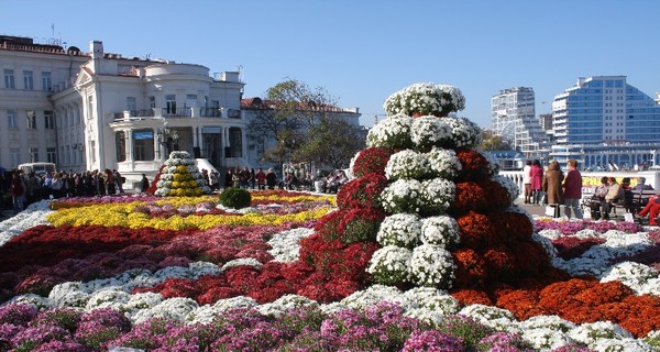 В Севастополе появилась клумба из 2,5 тысяч горшочков хризантем 