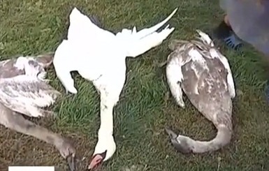 Охотники, не добыв фазанов, расстреляли стаю лебедей 