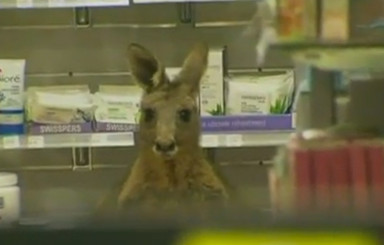 В Австралии кенгуру сам пришел в аптеку после аварии